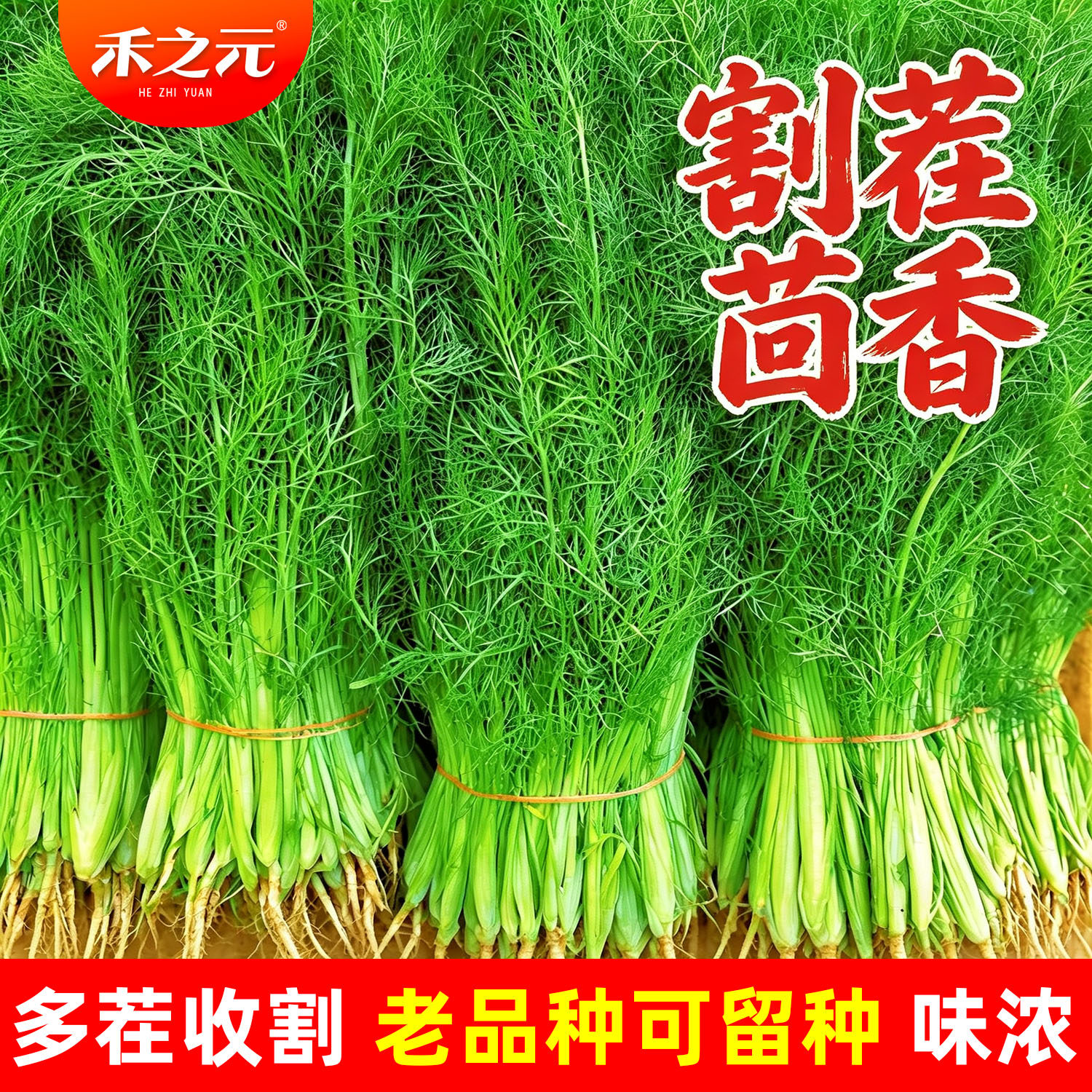 农家冬季蔬菜茴香种子图片