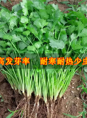 农家小叶香菜种子苗春夏秋冬四季盆栽蔬菜种籽青菜菜籽阳台小香菜