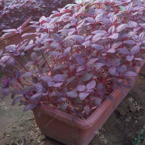 Все семена красного амаранта в горшках балкон -балкон для семян диких овощ