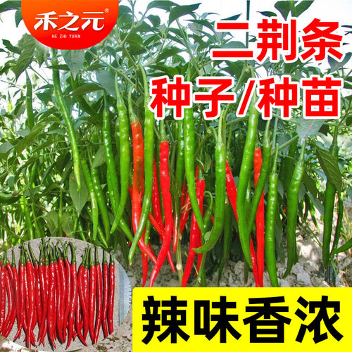 传统二荆条辣椒苗线椒种子高产