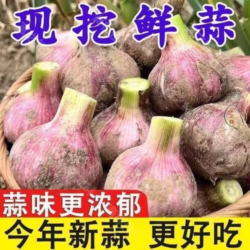 2026紫皮带泥鲜大蒜嫩蒜新蒜泡蒜糖醋蒜现挖现发