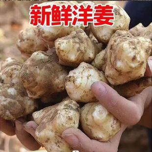 洋姜新鲜现挖鬼子姜腌制晒干基地直发纯野生生态沙地鬼子洋