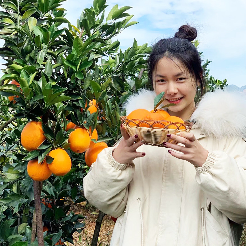 精品赣南脐橙现摘自然成熟香甜