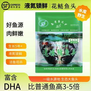 【胖头鱼头6斤】南湾鱼头鱼之星信阳水库鱼花鲢鳙鱼鱼头冻清炖汤