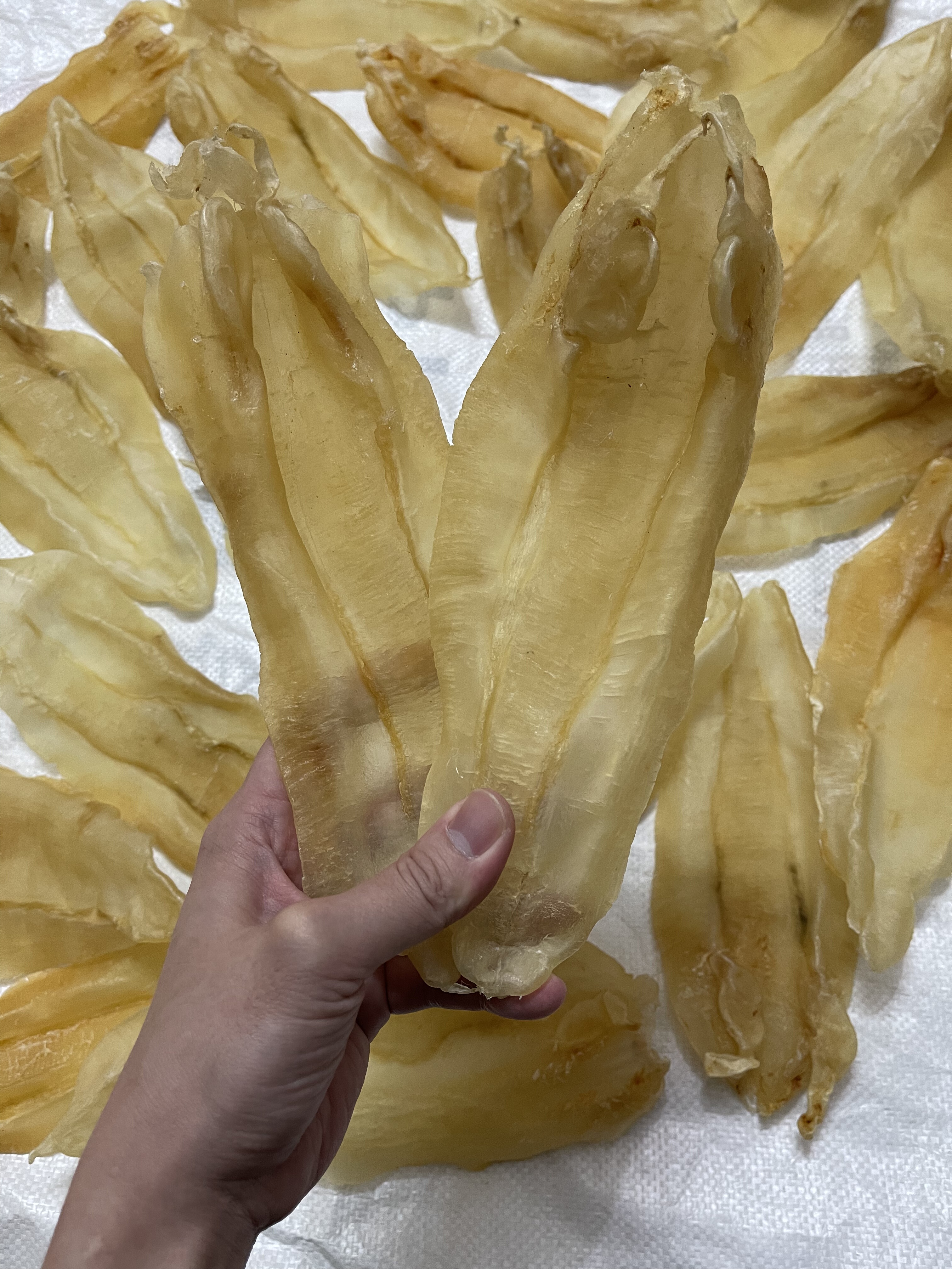 苏里兰北海公肚500克5.5头花胶深海鱼胶淡干鱼肚干货孕妇滋补术后