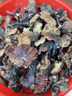 海当家的野生灵芝干货西藏林芝波密高海拔赤芝白心白肉赤灵芝新货