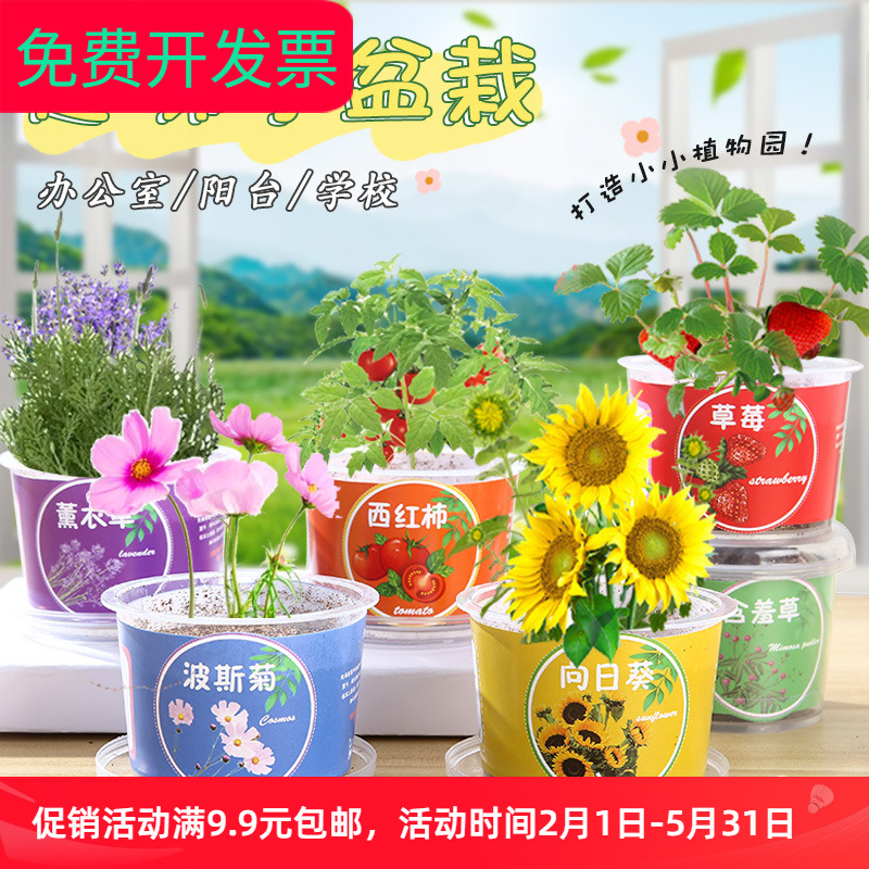 生日礼物种植小盆栽儿童节