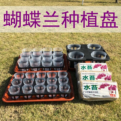 蝴蝶兰穴盘花卉多肉植物营养杯