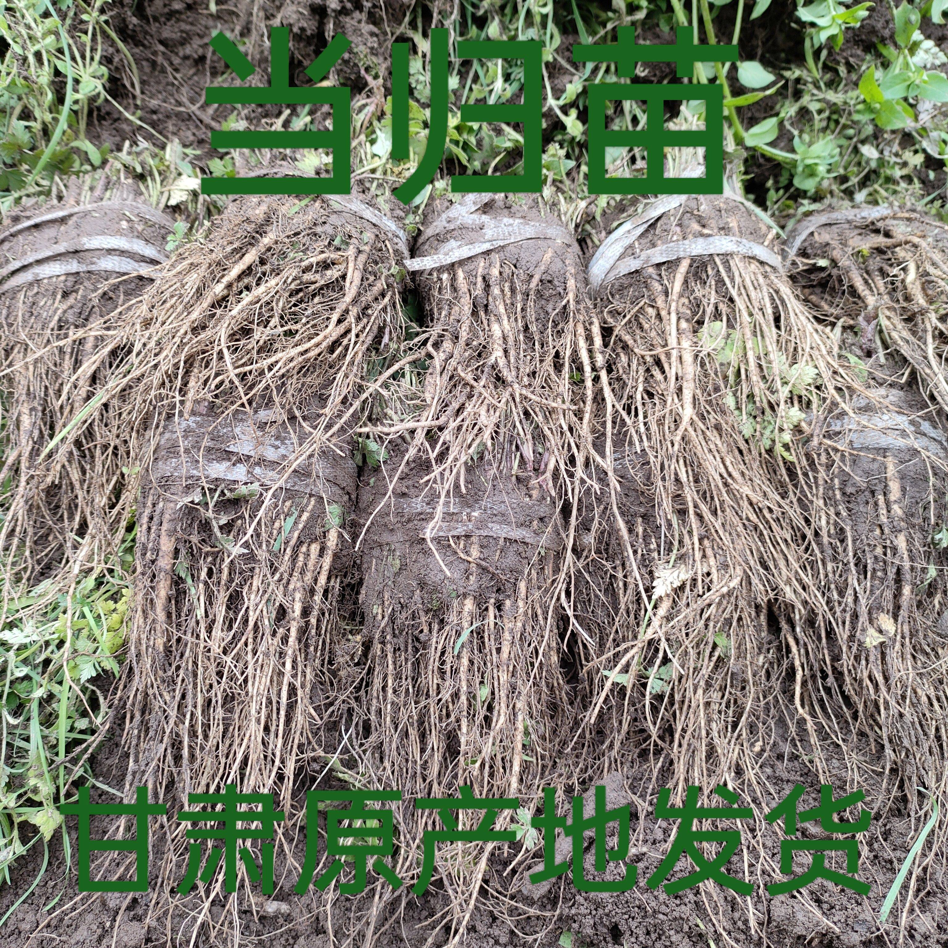 【岷药堂】精选甘肃当归苗2元一