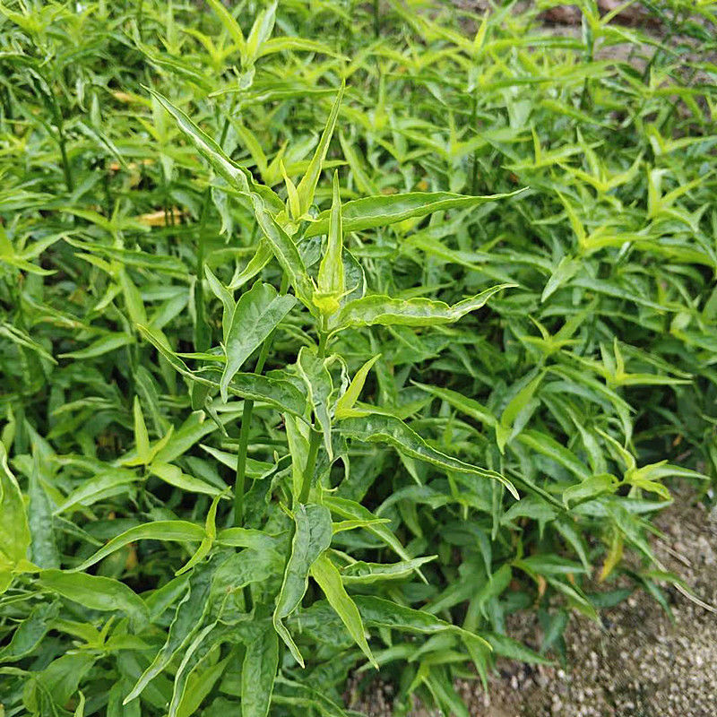 忧遁草种苗带土优顿草树苗盆栽