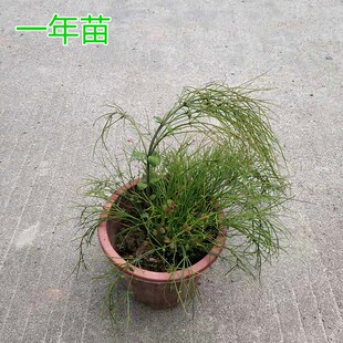 鞭炮花四季开花阳台庭院室户外花卉喜庆吉祥草炮仗竹爆仗竹花苗