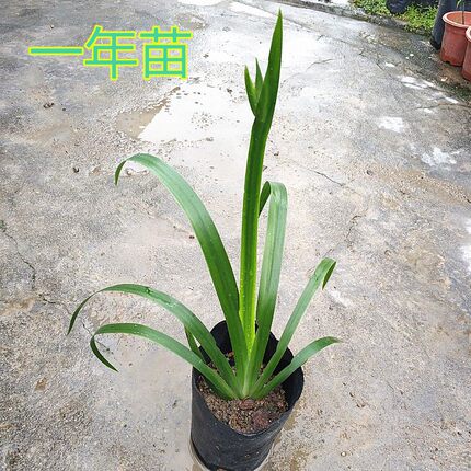 巴西鸢尾兰带土带杯室户外花园阳台花卉植物马蝶兰玉蝴蝶花苗盆栽