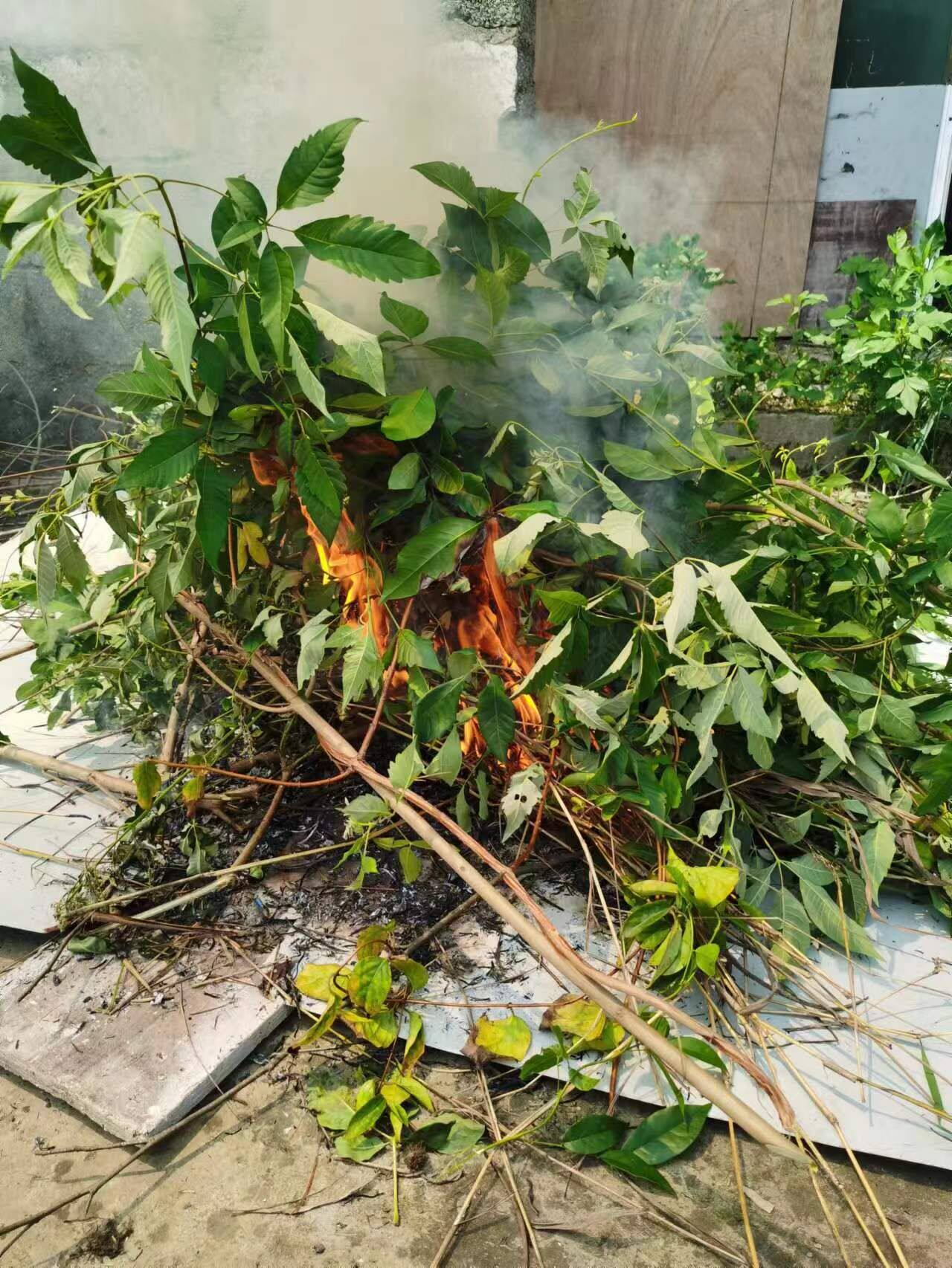 纯布惊树灰 别名黄金树蚊惊柴树黄荆树灰纯正灰500克