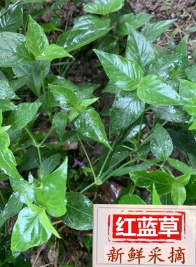 新鲜红蓝草紫蓝草红丝线广西五色糯米饭紫色花米饭植物染料红蓝