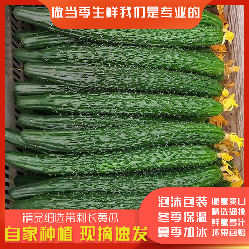 山东当季现摘新鲜黄瓜农家自种蔬菜小青瓜带刺长黄瓜5斤特价包邮