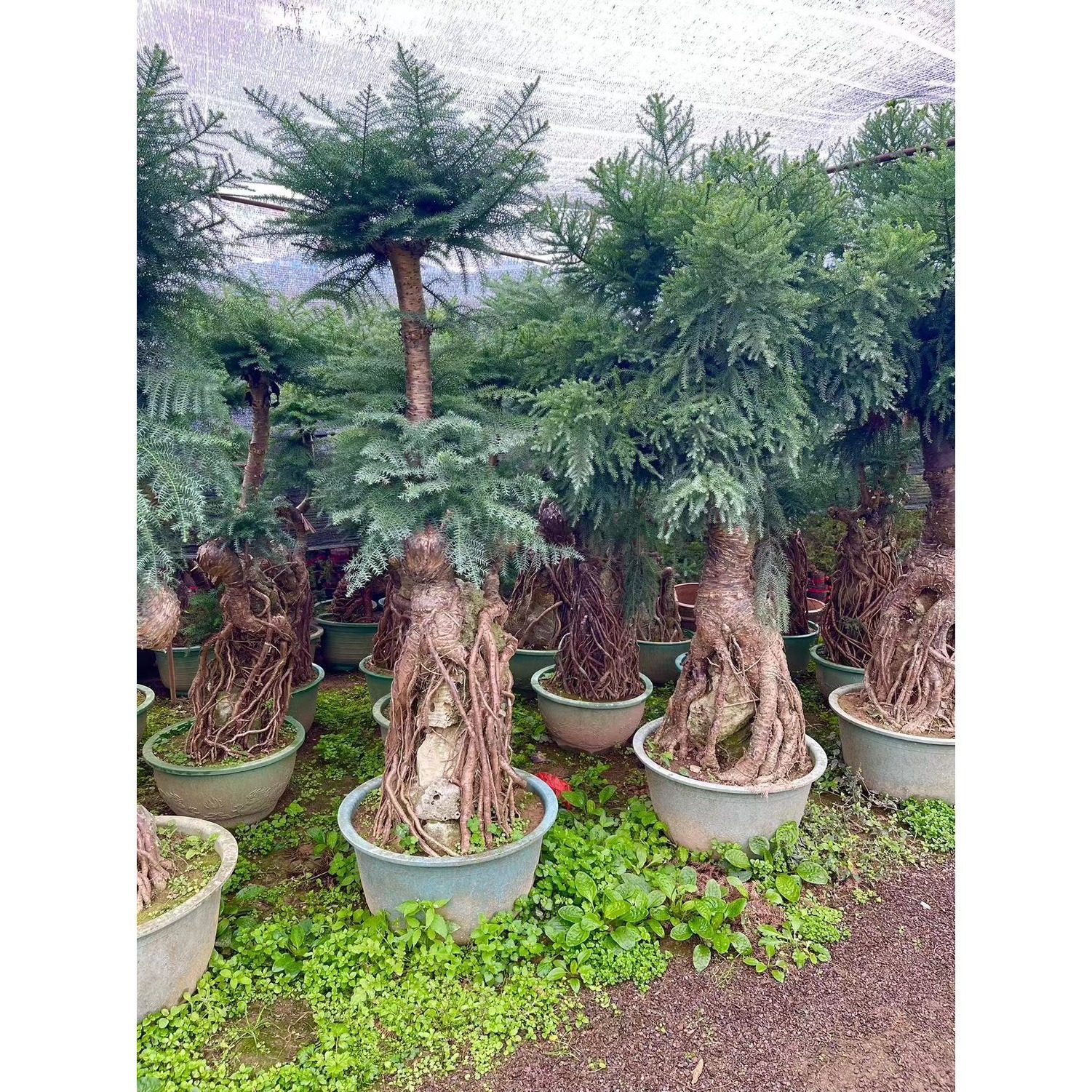 除甲醛不老松绿植四季常青办公室