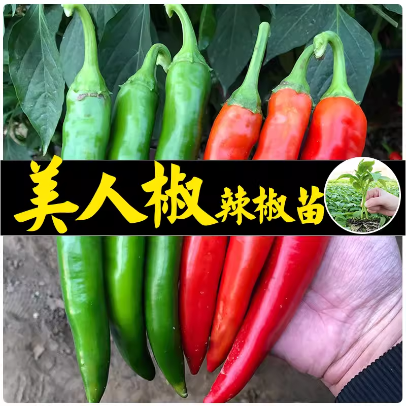 美人椒辣椒种子朝天椒泡高产港椒米椒超长春季夏四季蔬菜种籽秧苗