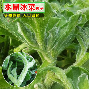 冰菜种子蔬菜火锅即食沙拉水晶菜台湾阳台盆栽四季种苗冰草种苗
