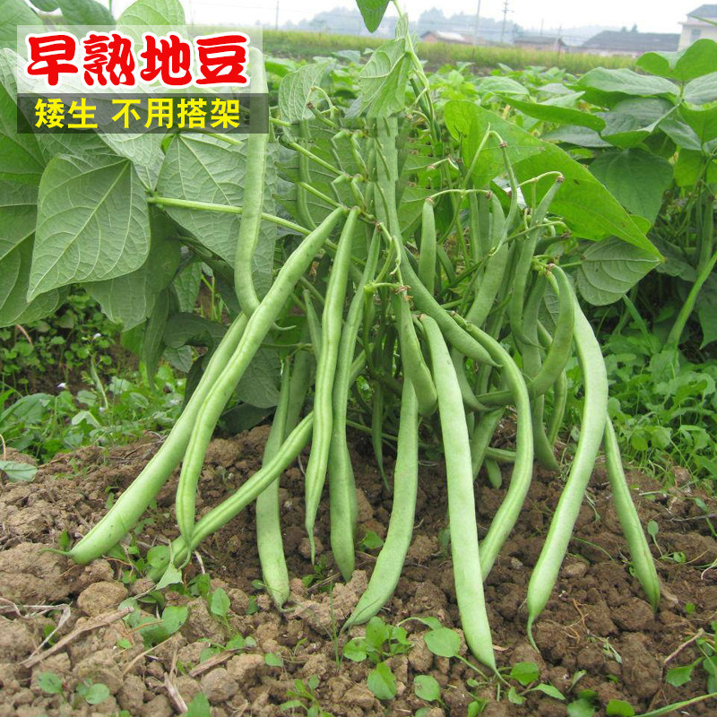 矮生地豆四季豆种籽无架豆春夏秋家庭园艺种子