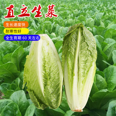 山研不开花直立生菜孔雀菜包心