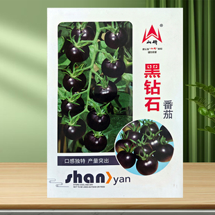 黑钻石黑骑士黑番茄樱桃黑珍珠糖水炸弹四季种苗菜种孑阳台种苗