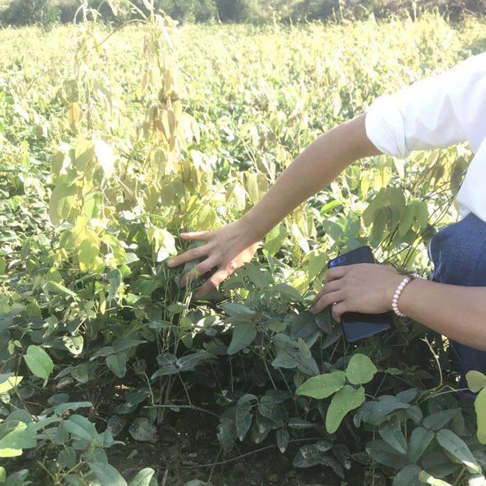 八月瓜苗无籽八月炸树苗当年结果香蜜瓜果树苗四季种植八月瓜树苗