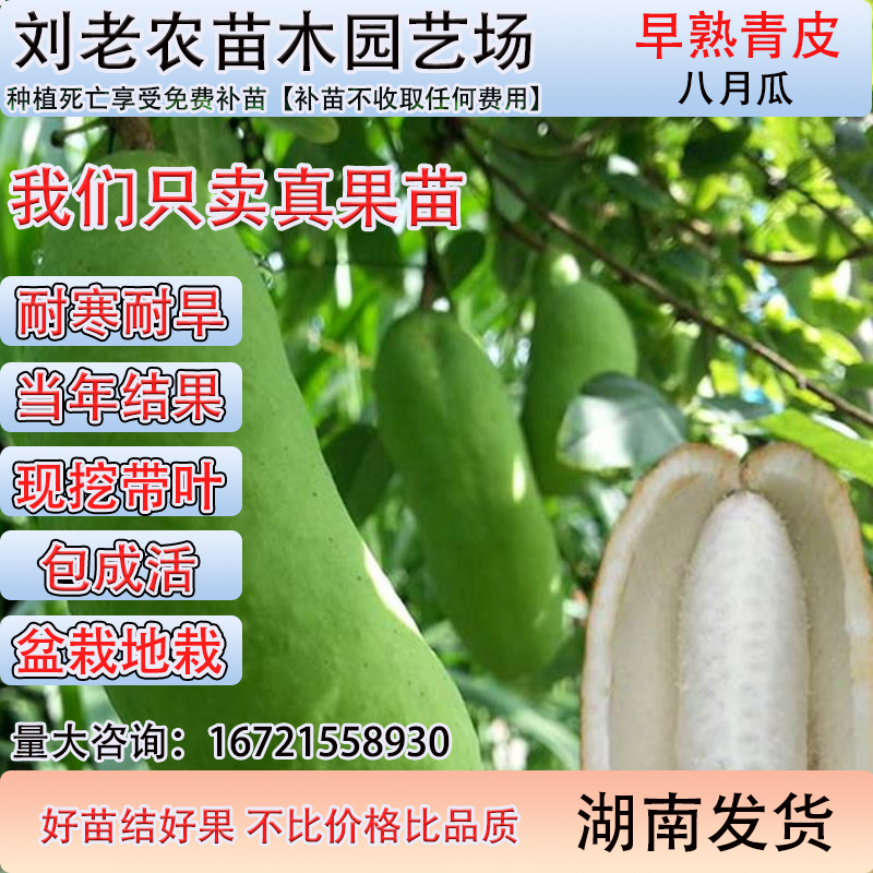 无籽早熟少籽八月瓜苗八月炸树苗当年结果三叶木通庭院四季果树苗