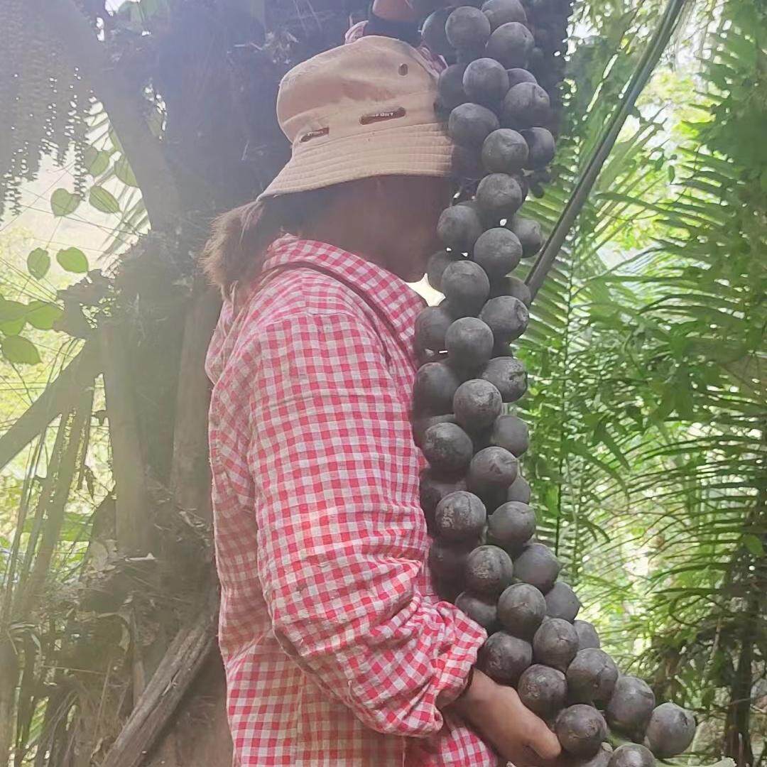 新鲜越南大追风果鸡蛋大小成熟十个一份送红花鸡血藤泡酒外用