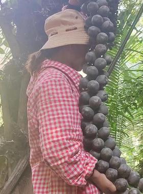 新鲜越南大追风果鸡蛋大小成熟十个一份送红花鸡血藤泡酒外用