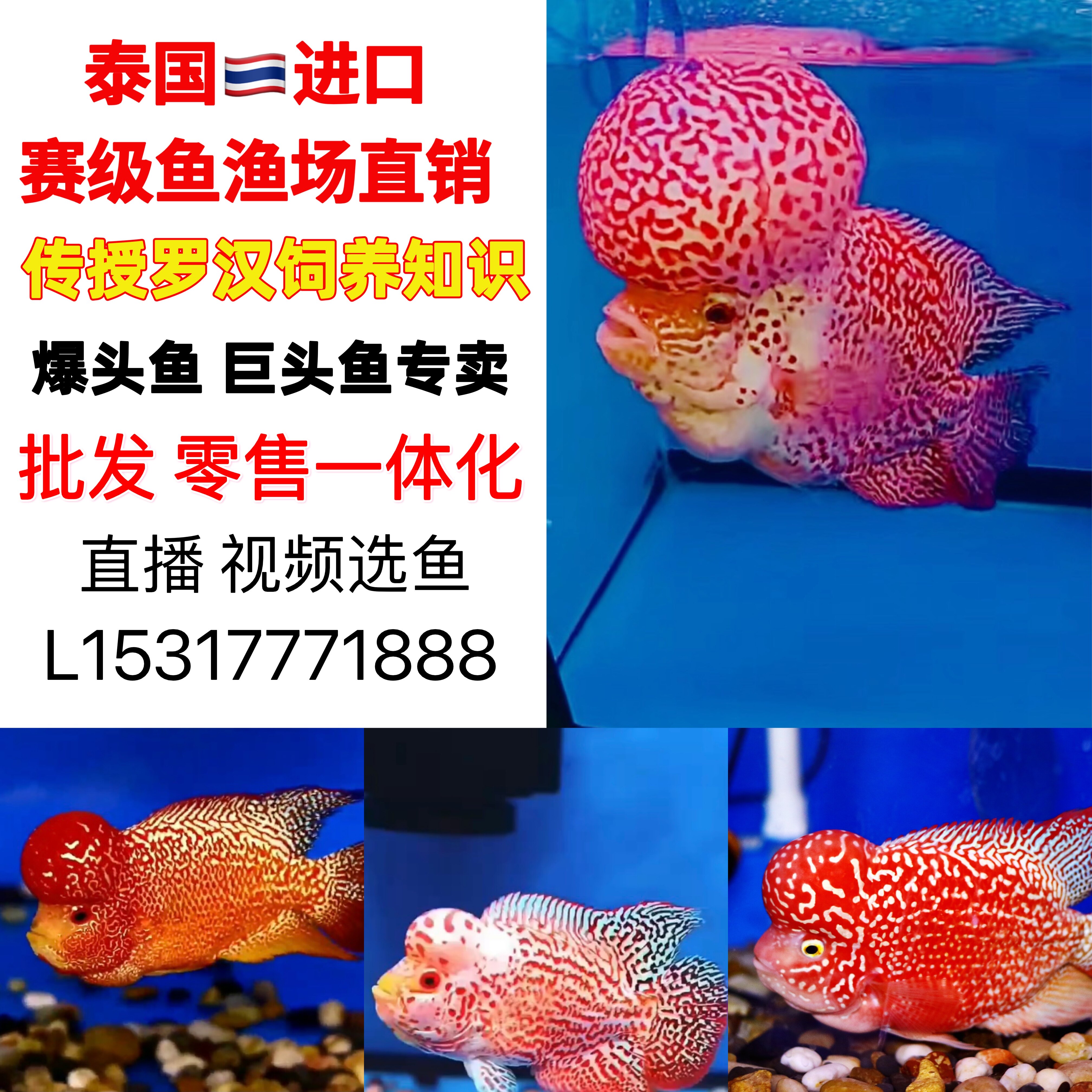火凤凰罗汉鱼 高端罗汉鱼 精品鸿运当头 马骝 起头 泰金 风水鱼