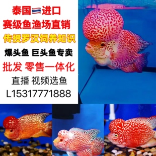 火凤凰罗汉鱼 高端罗汉鱼 精品鸿运当头 马骝 起头 泰金 风水鱼