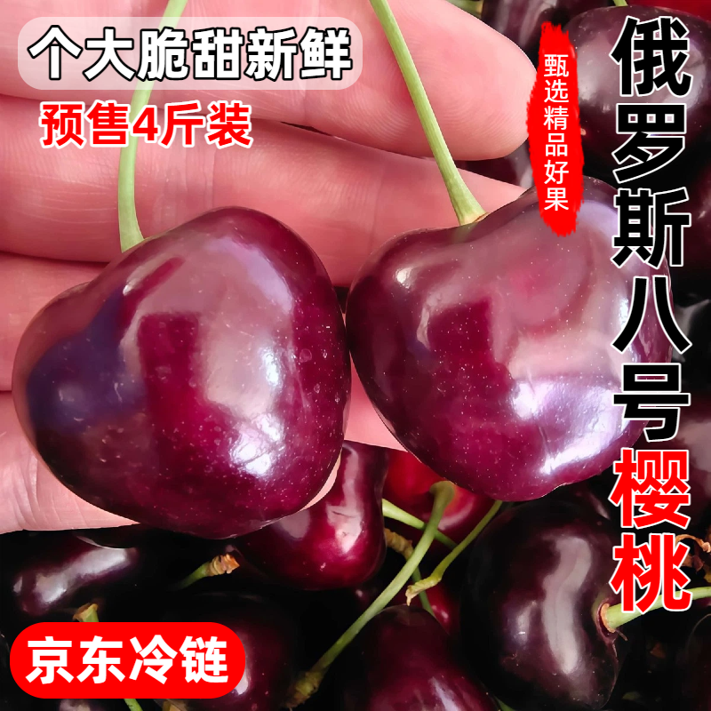 山西俄罗斯八号大樱桃自家果园新鲜水果车厘子脆甜现摘京东冷链