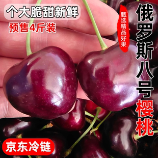 明年见山西俄罗斯八号大樱桃自家果园新鲜水果车厘子脆甜现摘京东