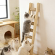 猫爬梯实木板猫窝攀爬架猫爬架宠物台阶小梯子猫柜猫笼猫别墅柱梯