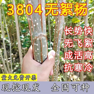 速生无絮白杨树苗白杨小苗扦插苗杨树条3804杨树苗绿化植物造林