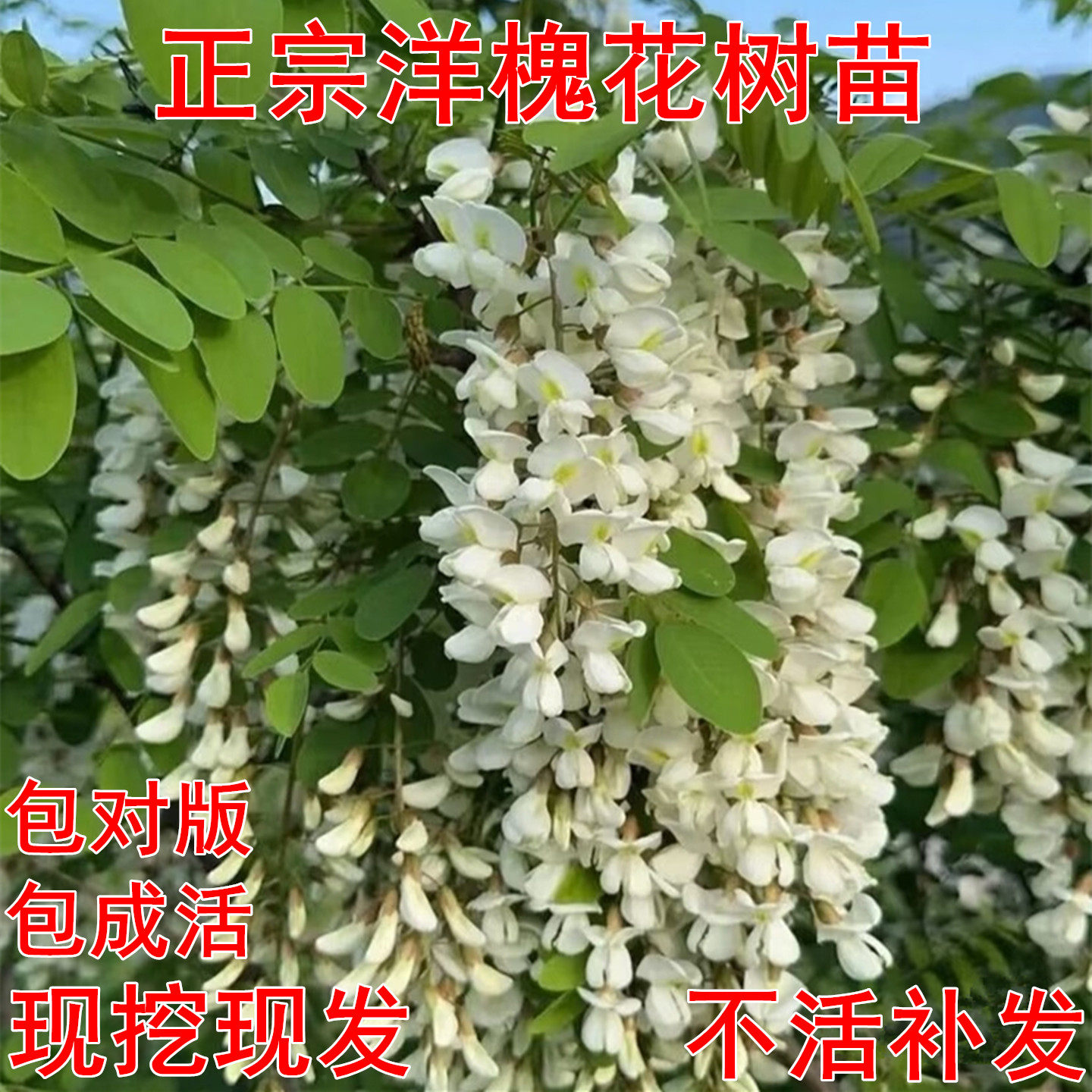 食用洋槐花树苗南北方耐寒植物图片