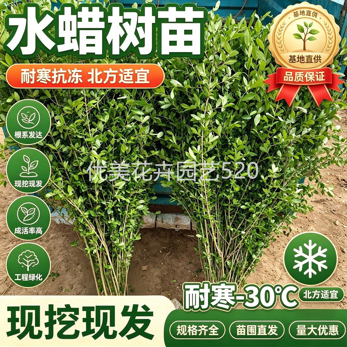 水蜡树苗水蜡球庭院绿篱篱笆苗木绿化工程苗南北东北耐寒耐旱植物
