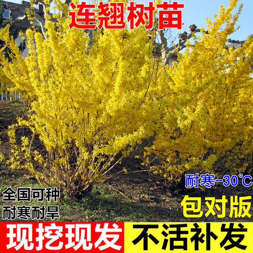 连翘树苗庭院植物东北耐寒耐冻