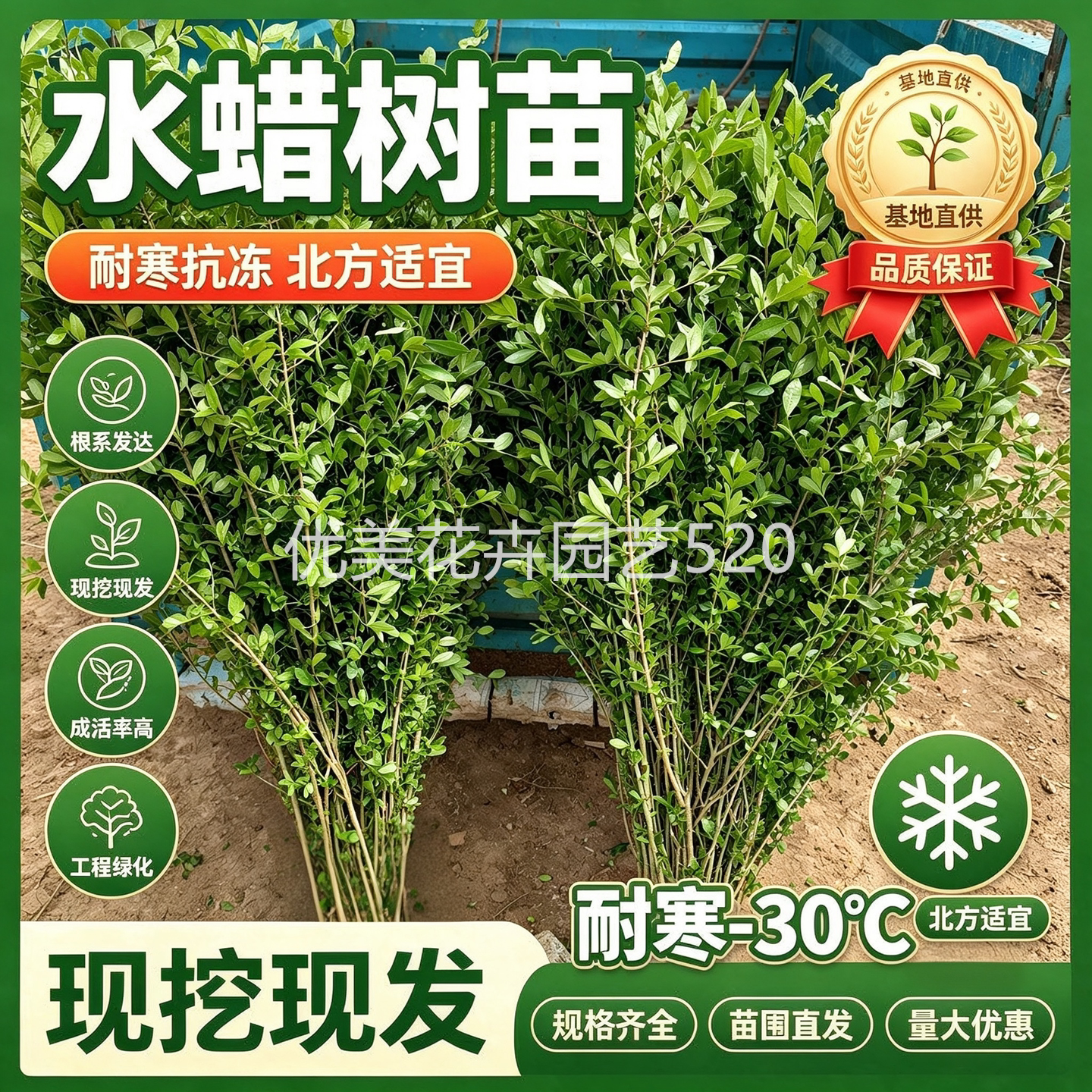 水蜡树苗庭院绿篱耐寒耐旱植物图片