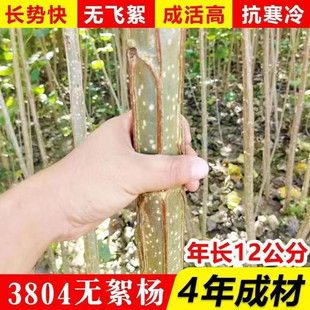 白杨树苗速生3804速生无絮杨树苗扦插枝四季绿化园林工程苗木107