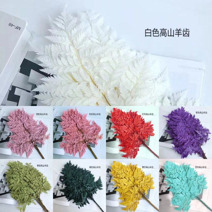 高山羊齿高山羊齿永生花