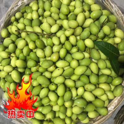潮汕现摘新鲜青橄榄 浓香生青果孕妇宝宝水果500g檀香青榄2份包邮