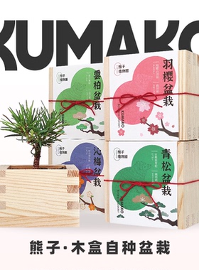 熊子木盒种子自种盆栽小花农桌面办公室日式罐头活动礼品定制礼物