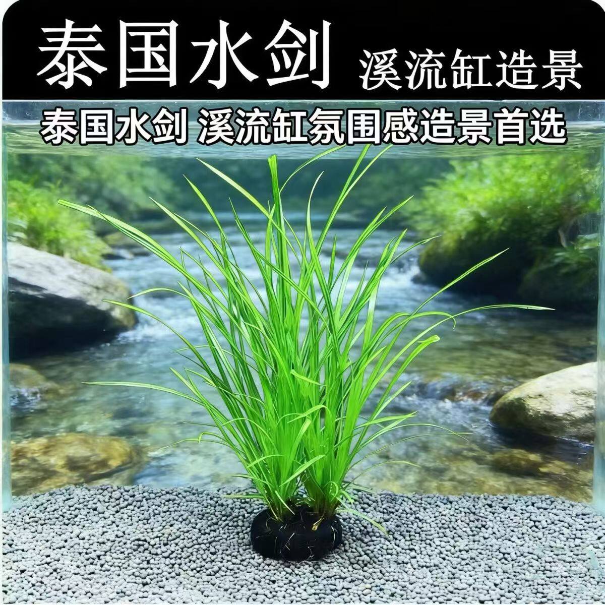 泰国水剑草鱼缸溪流缸原生缸南美缸造景新手入门级沉水型生态造景
