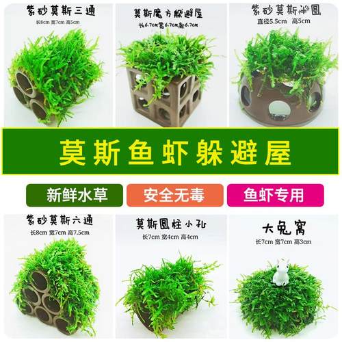 虾洞莫斯屋水族孵化陶罐淡水鱼缸
