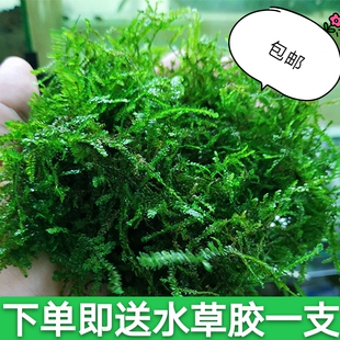 鱼缸装饰造景沉木莫斯养鱼水草散装垂泪慕斯莫丝活赖养莫斯树植物
