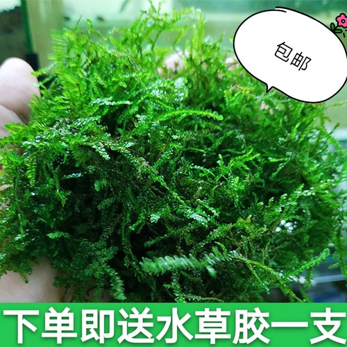 鱼缸装饰造景沉木莫斯养鱼水草散装垂泪慕斯莫丝活赖养莫斯树植物 - 封面