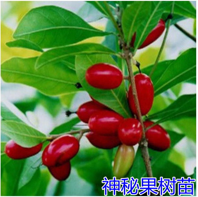 神秘果苗 实生苗神秘果树苗木奇迹鲜花带土带叶子四季当年结果