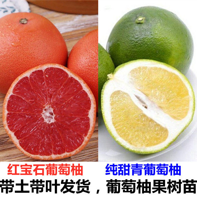 葡萄柚苗 台湾纯甜青葡萄柚苗 南非西柚苗红宝石葡萄柚苗当年结果