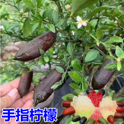 澳洲盆栽当年结果柠檬苗